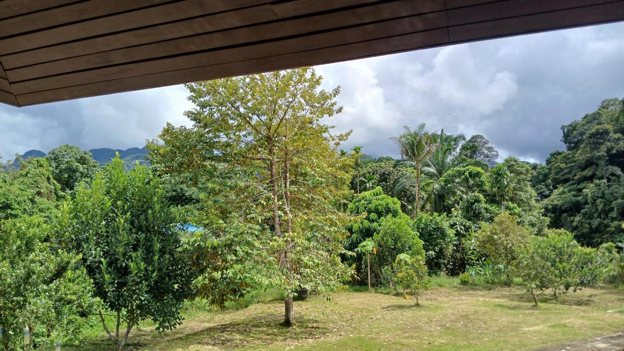 Mulu Tribal Homestay Экстерьер фото